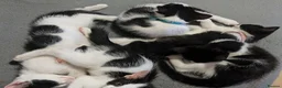 Mixed Breed cats for sale: 5 black and white kittens  - Advert 7
