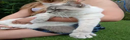 Ragdoll cats for sale: Beautiful Ragdoll male - Advert 8