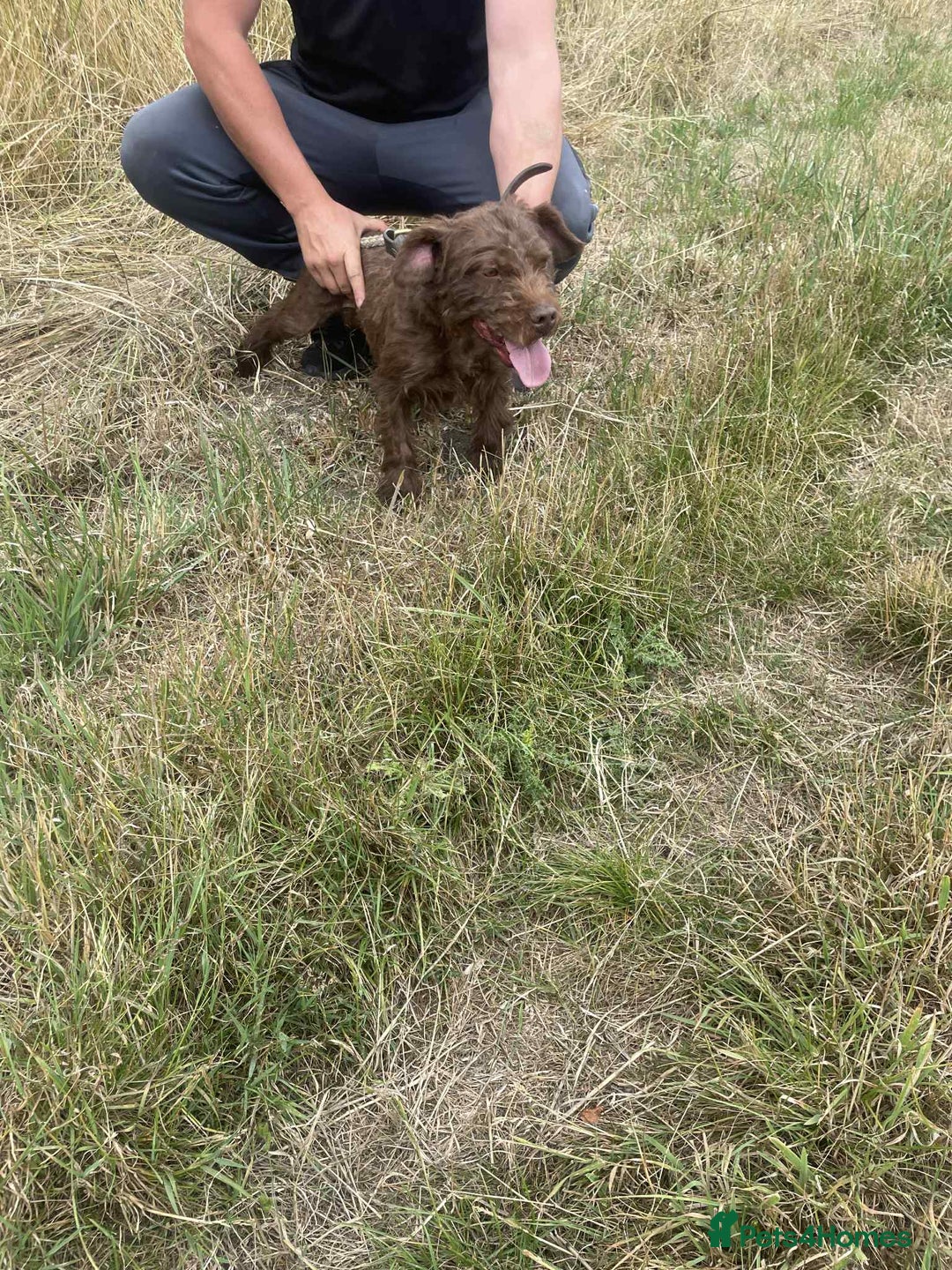 Patterdale Terrier dogs for sale: Patterdale puppies good bloodlines - Image 9