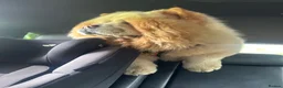 Chow Chow dogs for stud: Blaze 🔥 Cream Chow Chow Stud - Advert 3