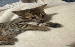 Bengal cats for sale: Beautiful bengals  - Advert 23