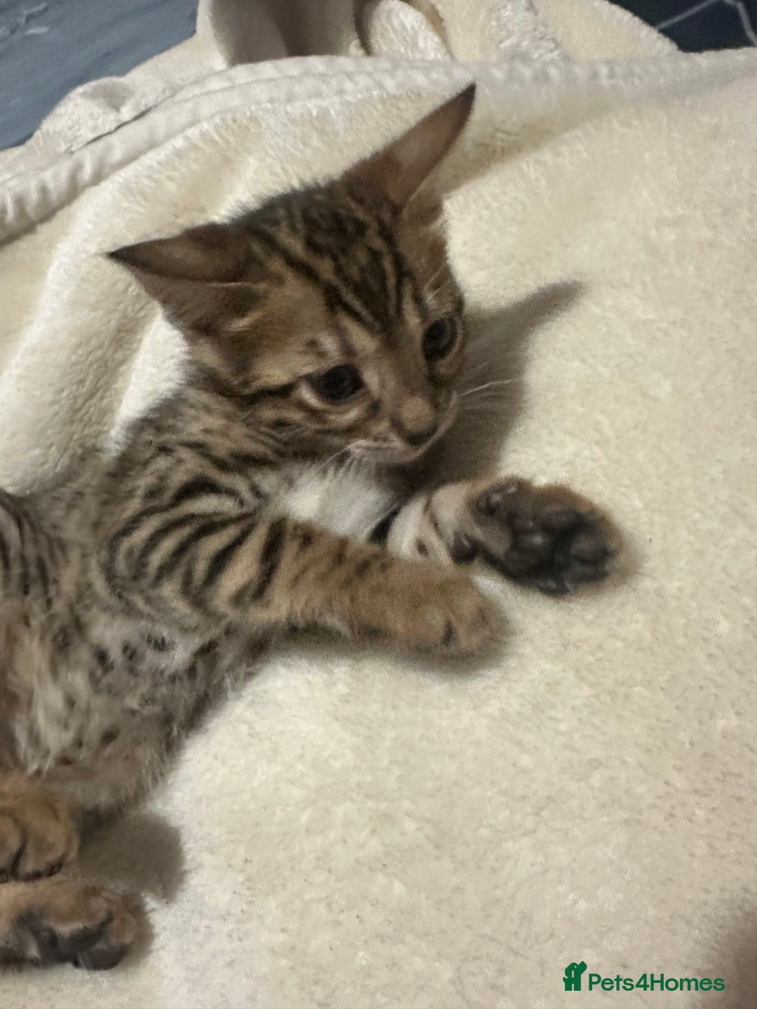 Bengal cats for sale: Beautiful bengals  - Advert 23