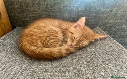 Mixed Breed cats for sale: Last kitten - Ginger Tabby Female - Image 4
