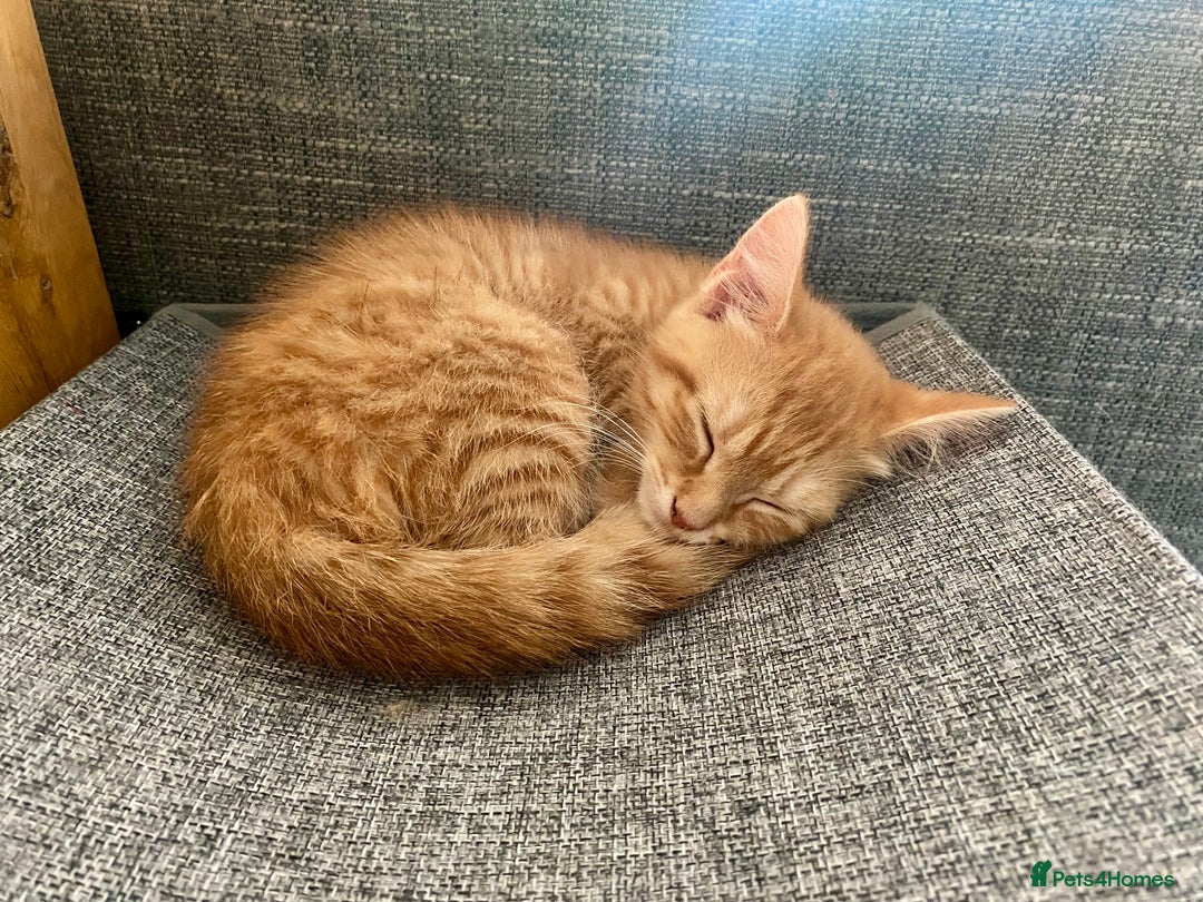 Mixed Breed cats for sale: Last kitten - Ginger Tabby Female - Image 4