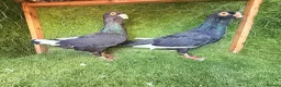 Pigeons birds for sale: Premium Breeding Pigeons Top Quality Pairs Availab - Advert 20