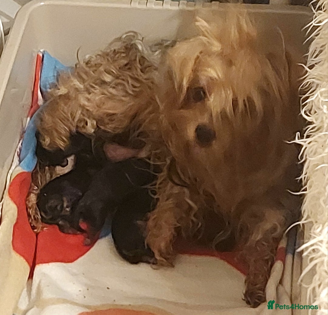 Yorkshire Terrier dogs for sale: ✨ Exquisite Yorkshire Terrier Puppies Available ✨ - Advert 7