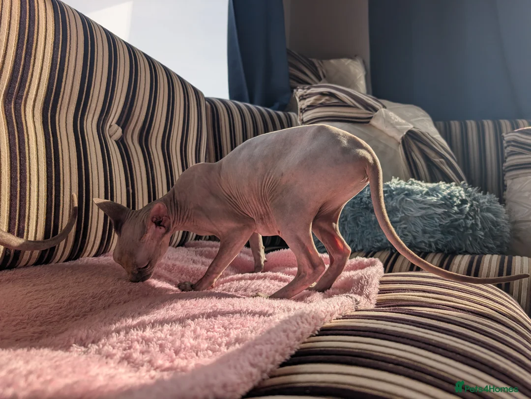 Sphynx cats for sale: Ready for reservation  - Advert 2