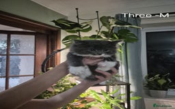 Mixed Breed cats for sale: Beautiful fluffy kittens - Image 6