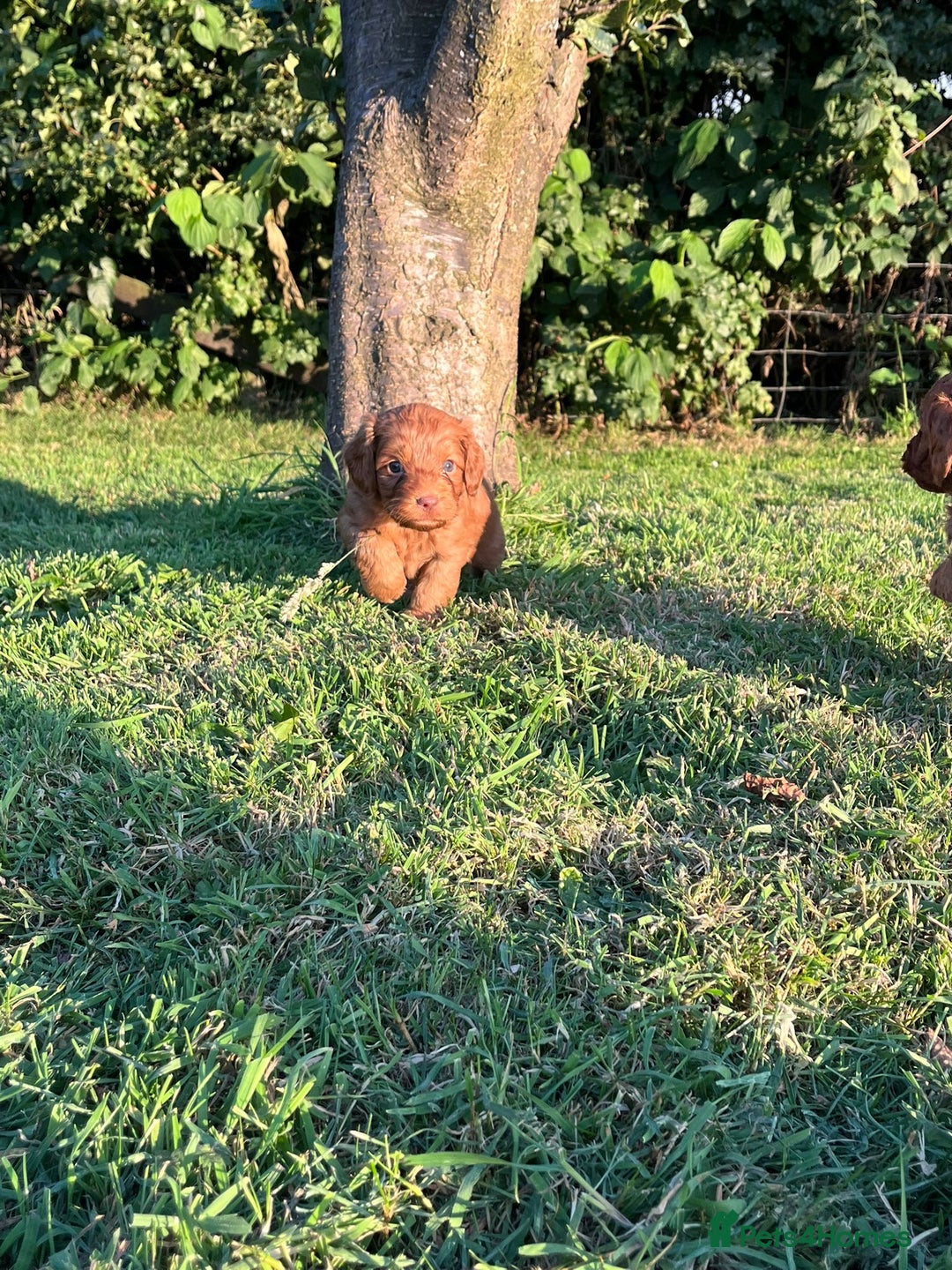 Cockapoo dogs for sale: Deep Fox Red Cockerpoos  - Image 8