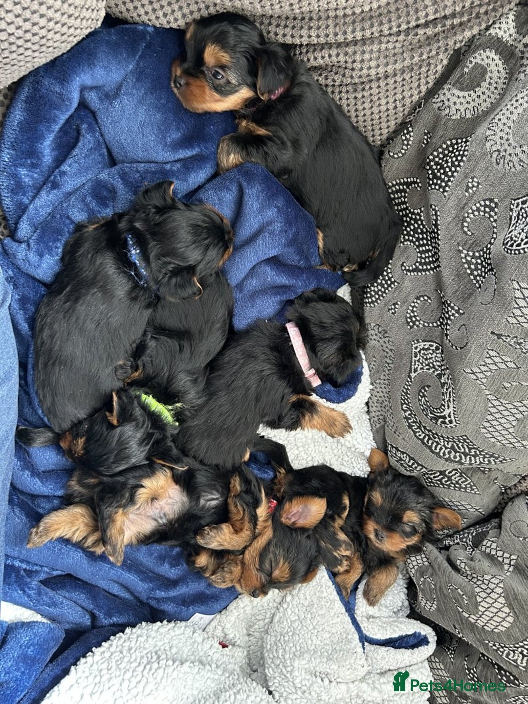 Yorkshire Terrier dogs for sale: Beautiful small Yorkshire Terriers - Image 6