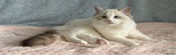 Ragdoll cats for sale: Playful Pedigree Ragdoll Kittens Available - Advert 13