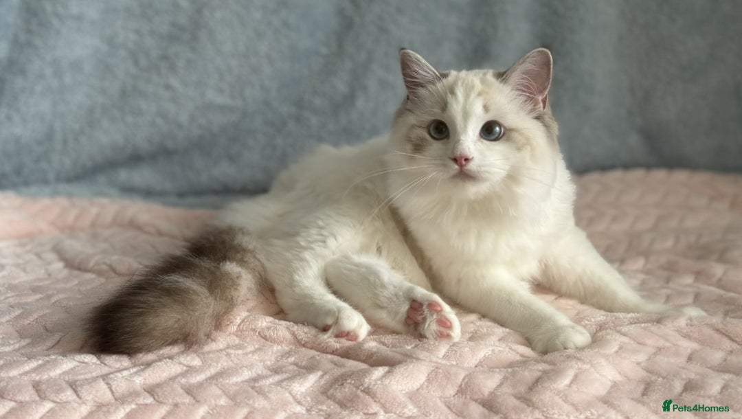 Ragdoll cats for sale: Playful Pedigree Ragdoll Kittens Available - Advert 13