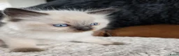 Ragdoll cats for sale: Beautiful Ragdol Kittens  - Advert 26