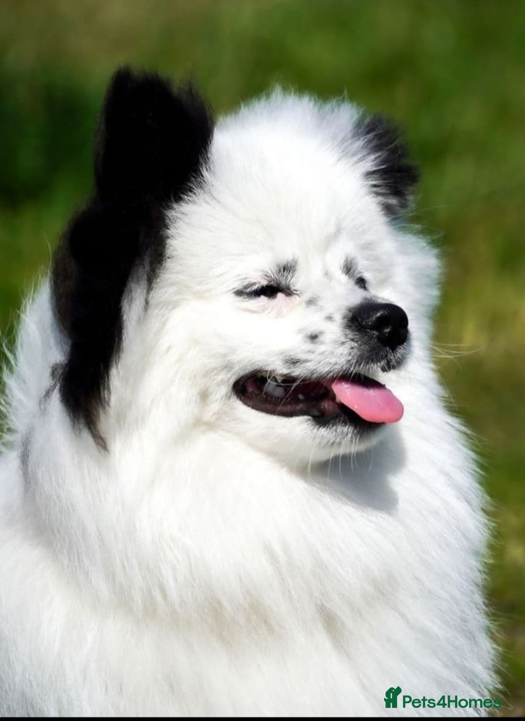 Pomeranian dogs for stud: Puffy- Available for stud  - Advert 7