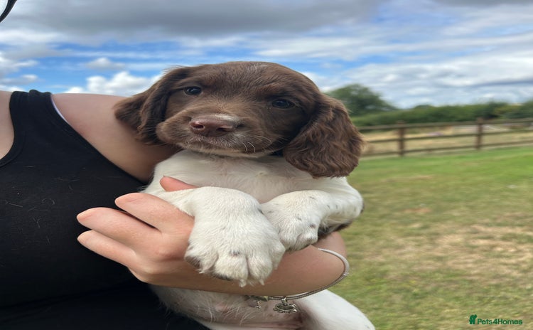 English Springer Spaniel dogs - Advert 4