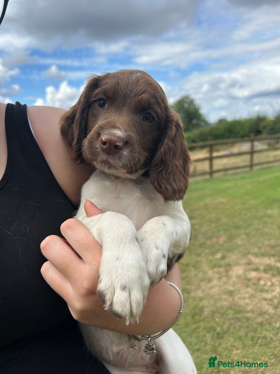 English Springer Spaniel dogs for sale: KC Working Springer Spaniel Puppies - Image 1