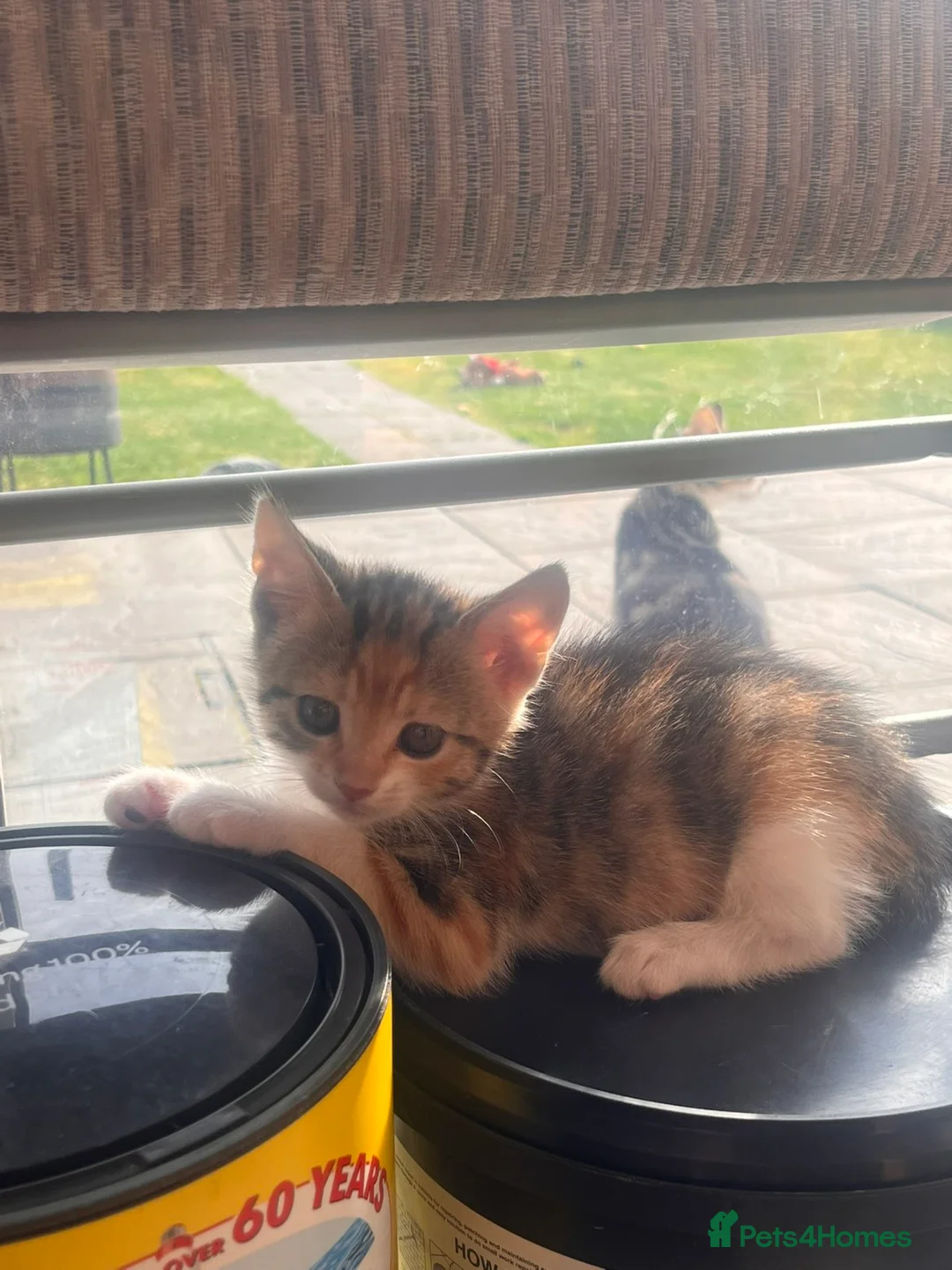 Mixed Breed cats for sale: Adorable kittens for sale - Advert 1