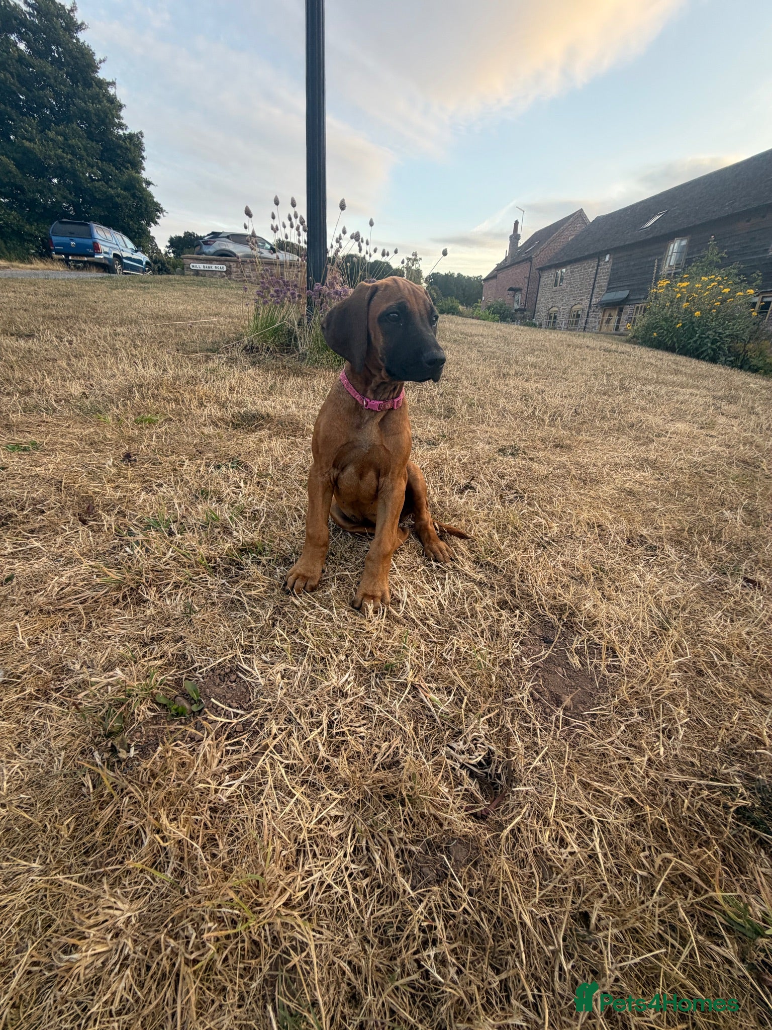 Rhodesian Ridgeback dogs One beautiful gentle kc little girl - Advert 8