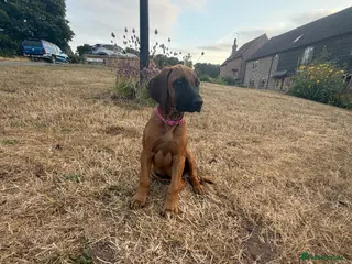 Rhodesian Ridgeback dogs One beautiful gentle kc little girl - Advert 11