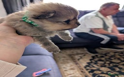 Pomeranian dogs for sale: Beautiful pups - Image 16