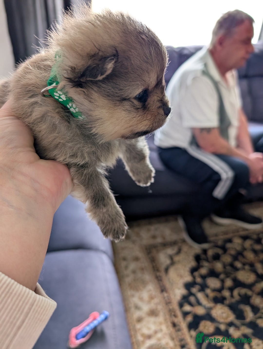 Pomeranian dogs for sale: Beautiful pups - Image 16