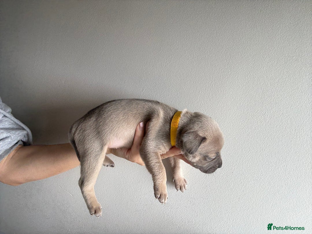 Mixed Breed dogs for sale: Frenchie x Staffy puppies  - Image 20