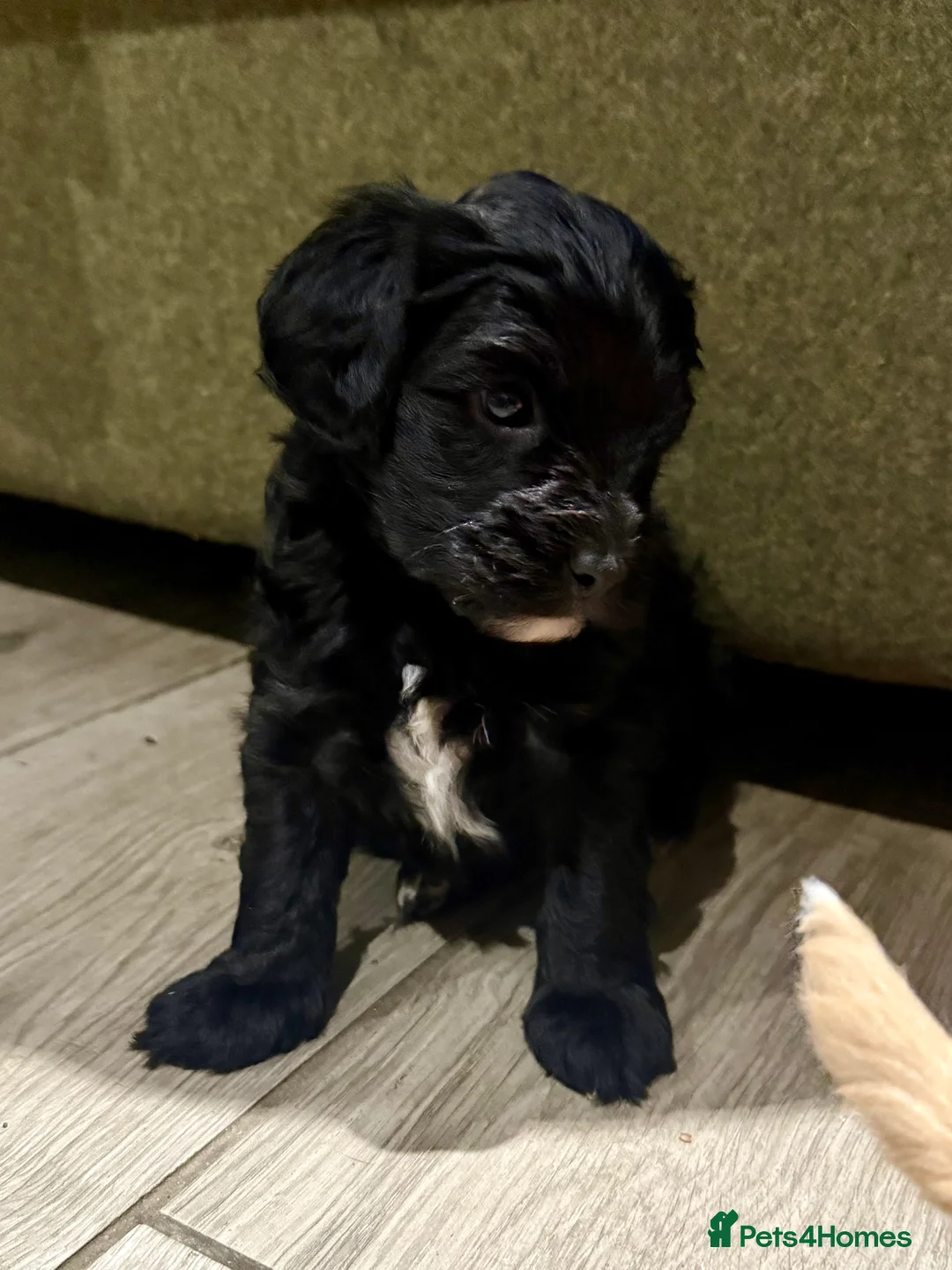 Cavapoo dogs for sale: Beautiful F1B Cavapoo puppies  - Advert 10