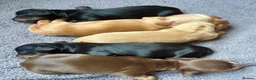 Miniature Dachshund dogs for sale: Miniature long haired Dachund puppies - Advert 2