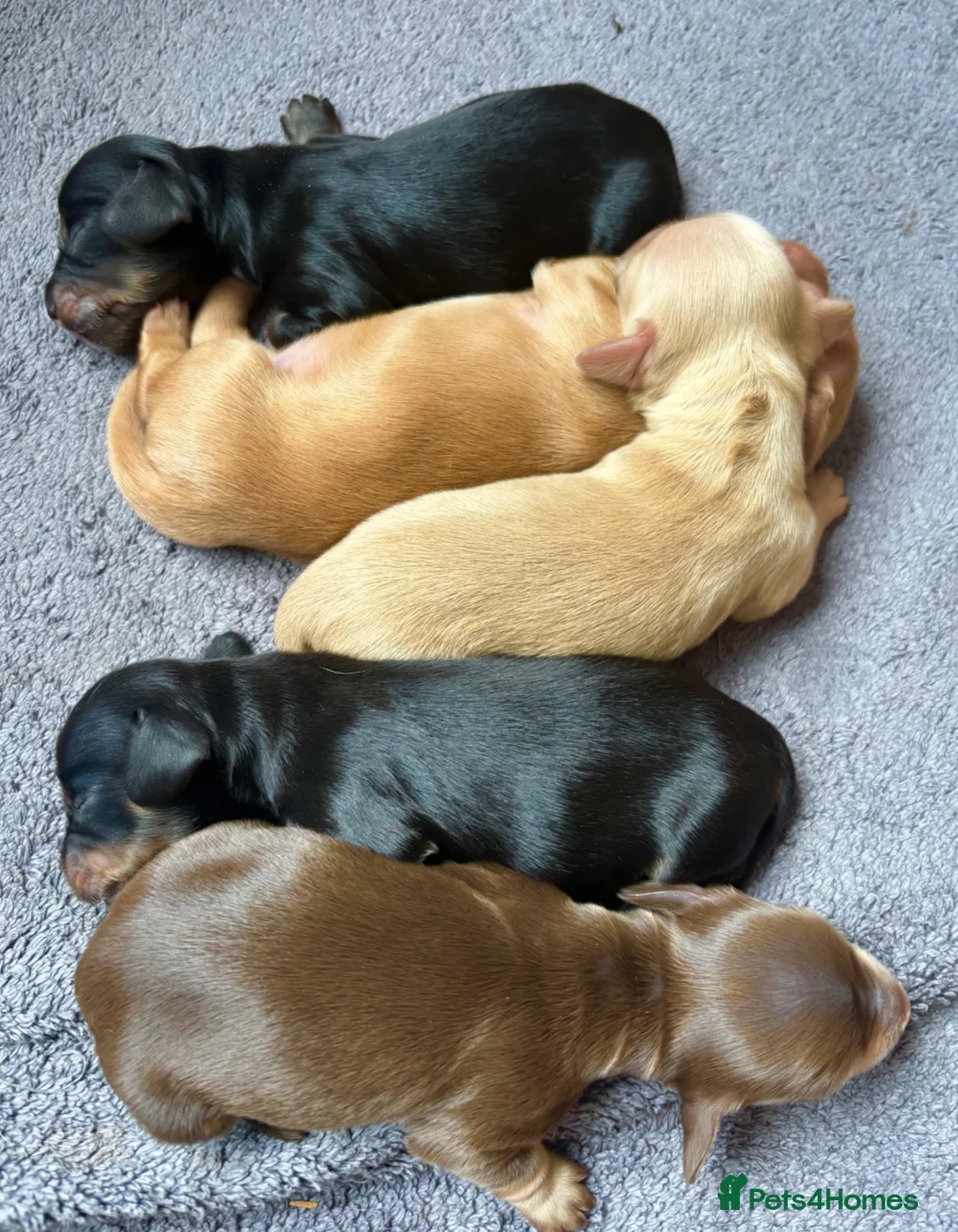 Miniature Dachshund dogs for sale: Miniature long haired Dachund puppies - Advert 2