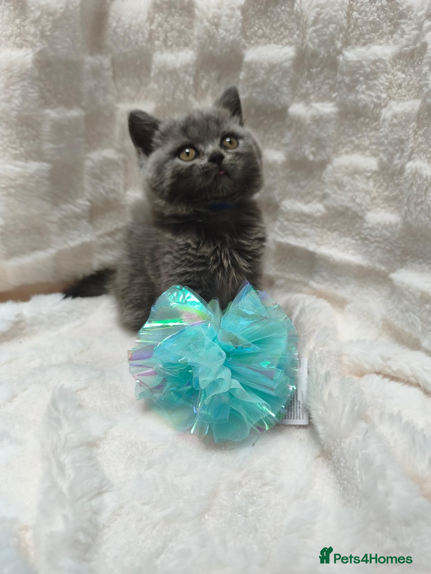 British Shorthair cats British shorthair and British longhair - Advert 2