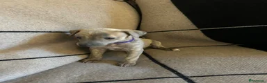 Whippet Puppy 5