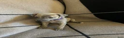 Whippet dogs for sale: Exceptional Puppies from health tested parents - Advert 9