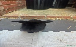 Dwarf Lop rabbits for sale: Dwarf lop kitts  - Image 6