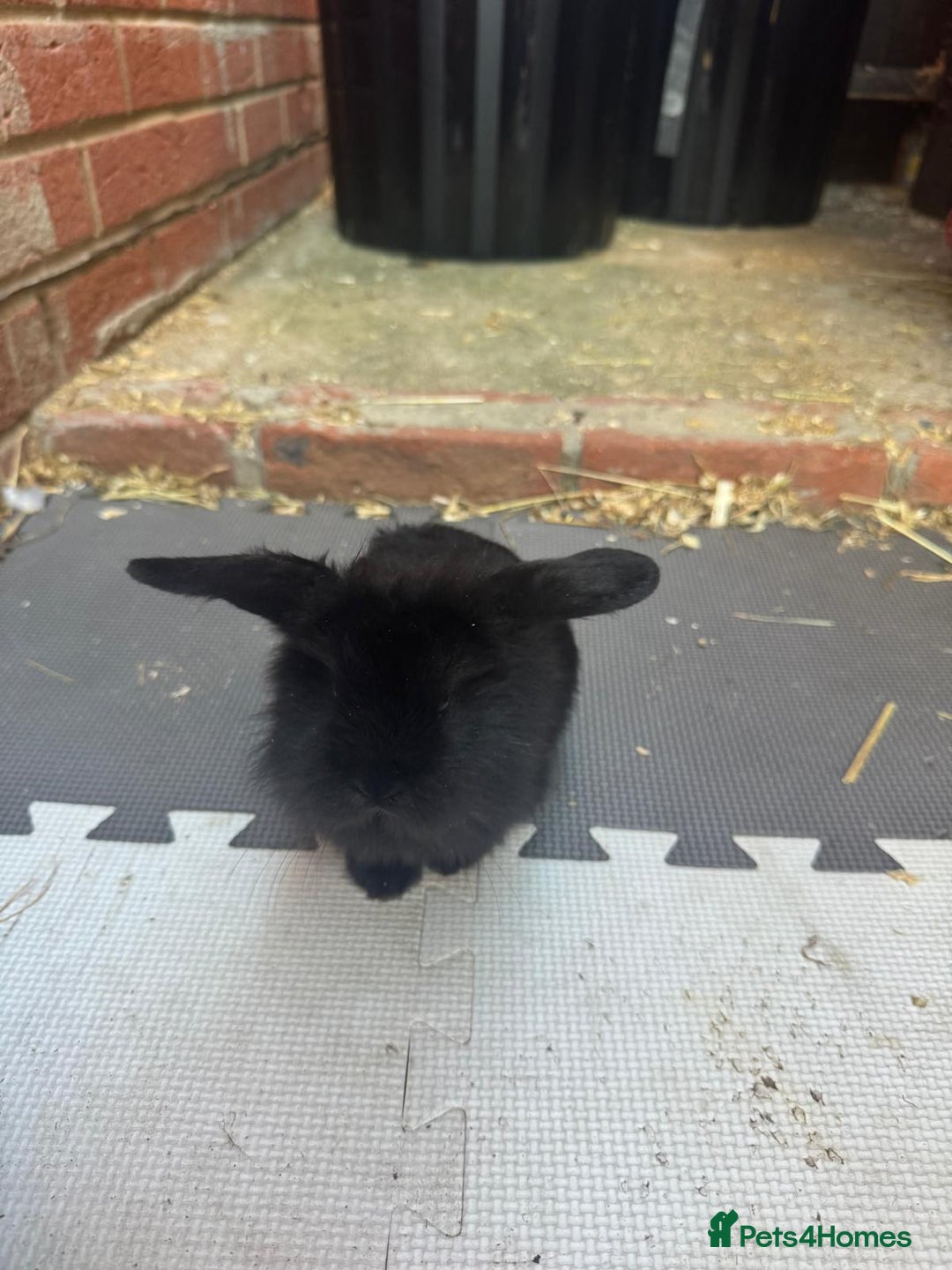 Dwarf Lop rabbits for sale: Dwarf lop kitts  - Image 6