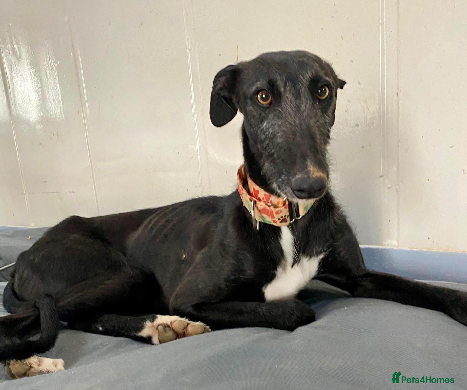 Mixed Breed dogs Rey – A Brave Soul Ready to Love Again 🐾 - Advert 2