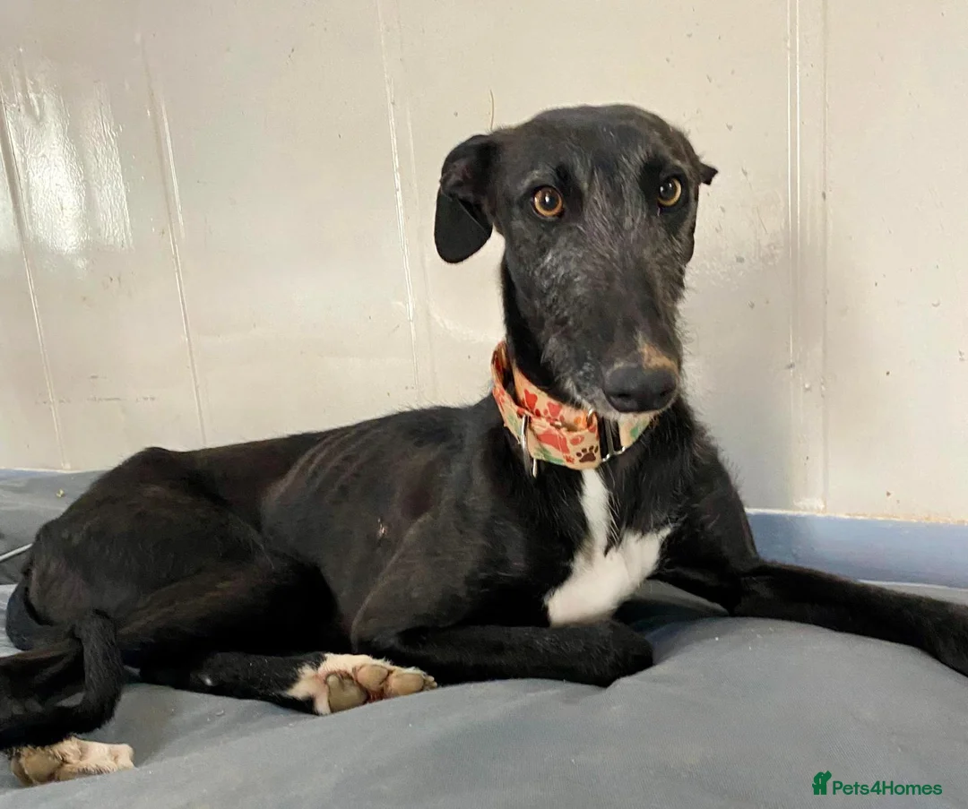 Mixed Breed dogs for adoption: Rey – A Brave Soul Ready to Love Again 🐾 in Hengoed - Advert 3