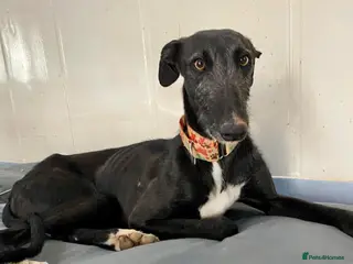 Mixed Breed dogs Rey – A Brave Soul Ready to Love Again 🐾 - Advert 2