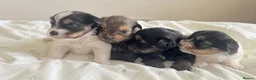 Yorkshire Terrier dogs for sale: Chocolate, Biewer & Black & Tan Yorkshire Terriers - Advert 3