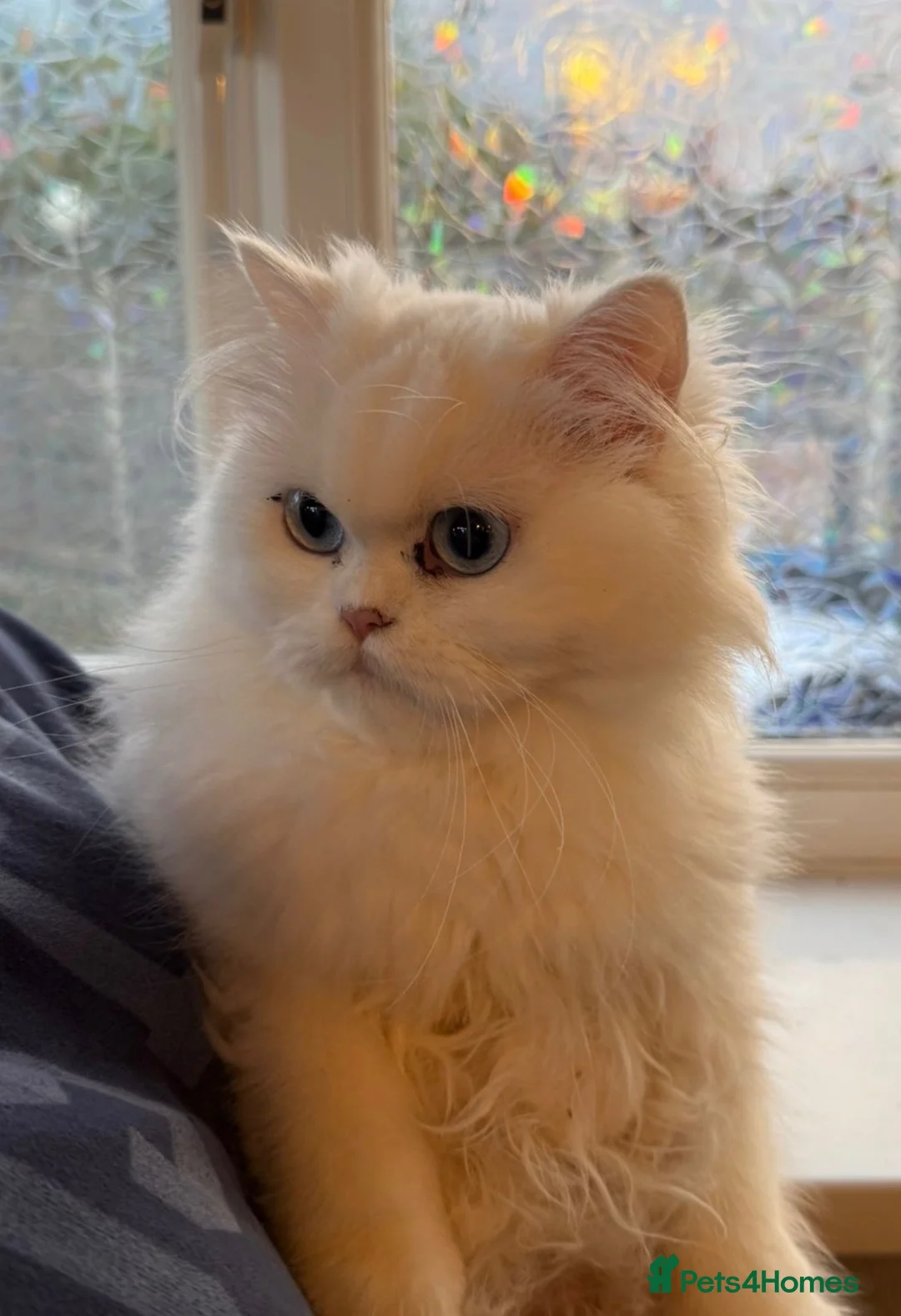 Persian cats for sale: Fluffy Persian Kittens Ready 8th Oct – SK4 - Advert 1