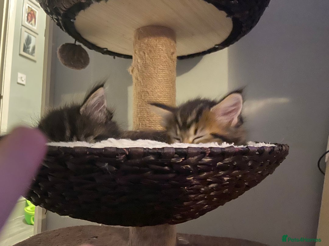 Maine Coon cats for sale: Half Main Coon and Ragdoll - Image 2