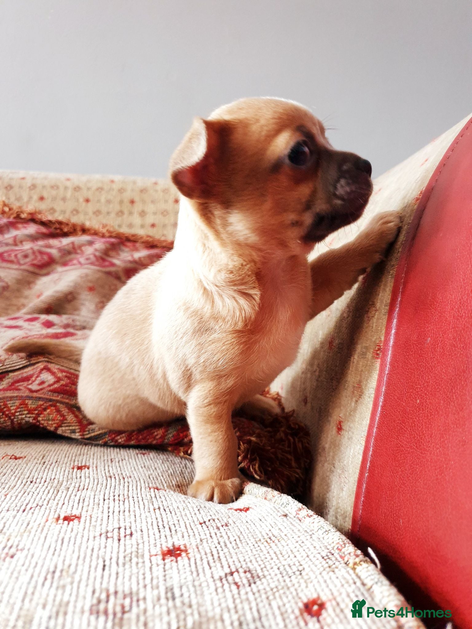 Chihuahua dogs Adorable Chihuahua puppies:) 7 Weeks old :)  - Advert 7