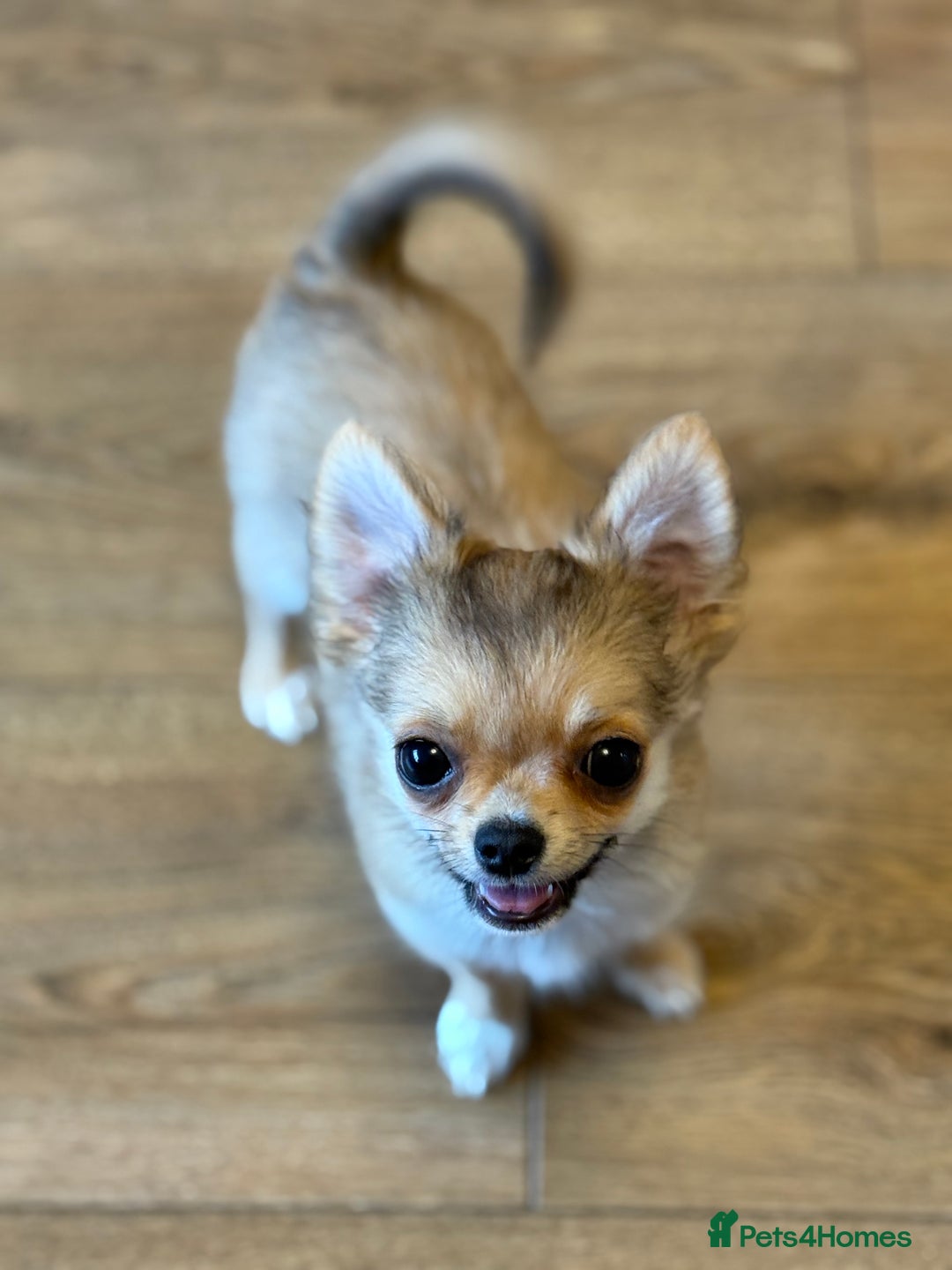 Chihuahua dogs for sale: Last show quality KC long coat Boy  - Advert 32