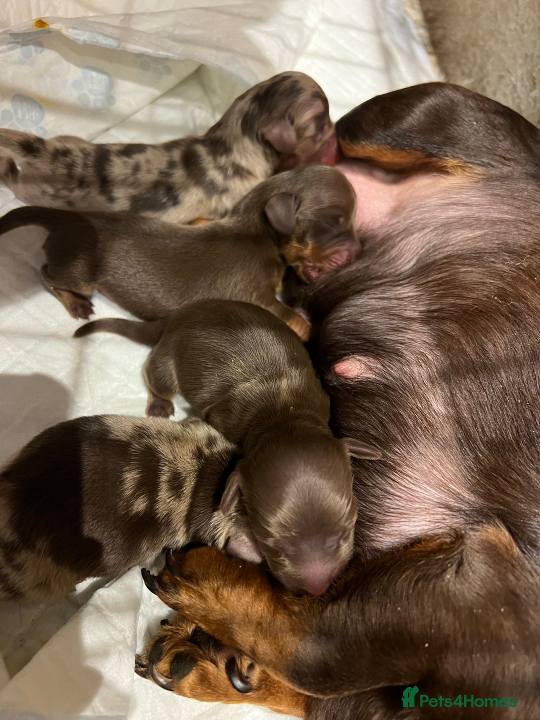 Miniature Dachshund dogs for sale: Miniature Dachshund  - Advert 5