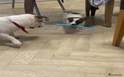 Jack Russell dogs for sale: Two girl puppies available  - Image 16