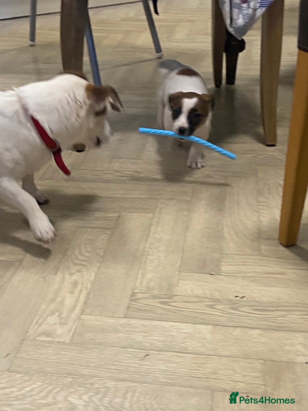 Jack Russell dogs for sale: Two girl puppies available  - Image 16