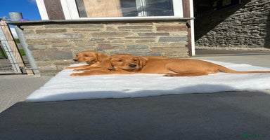 Labrador Retriever dogs - Advert 11