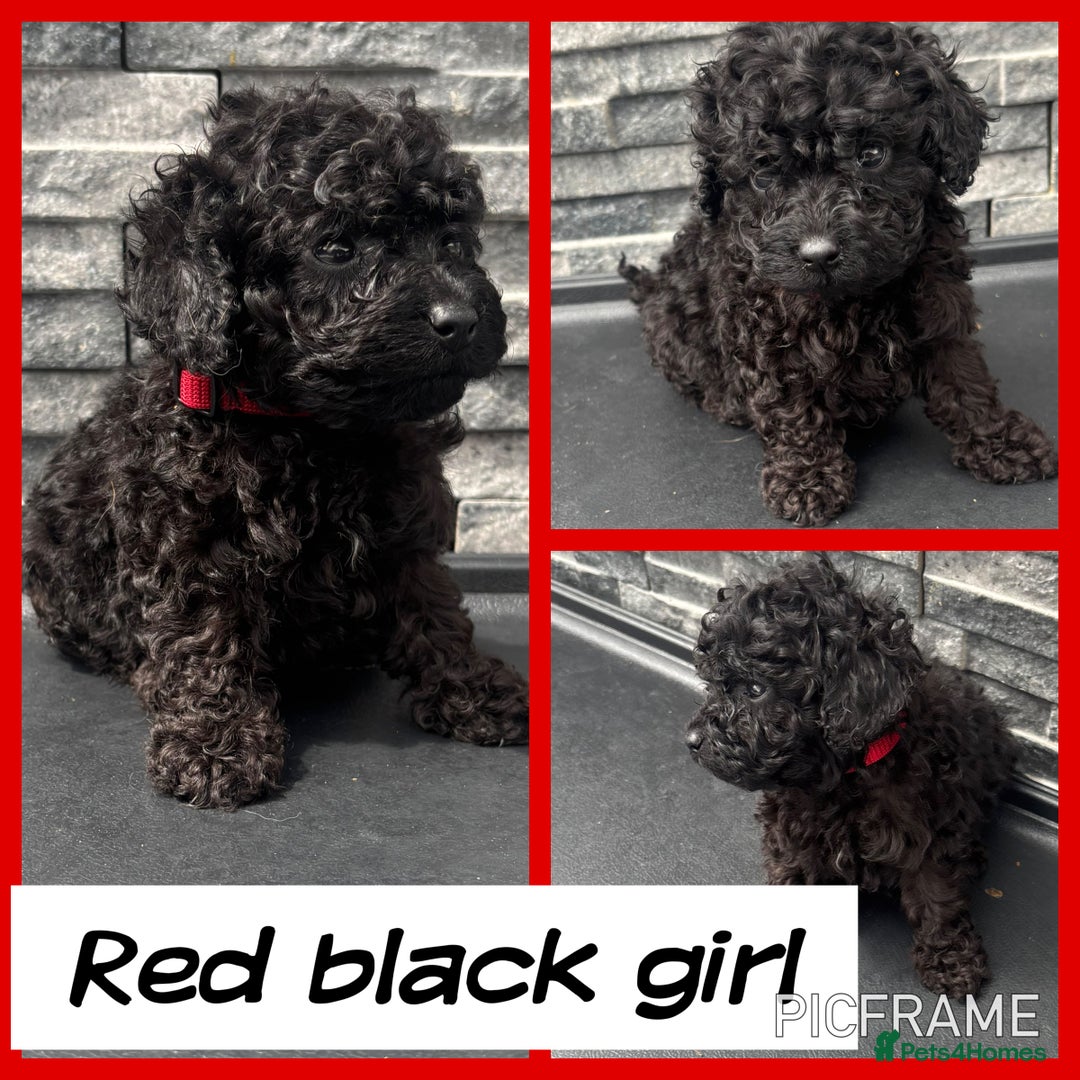 Cockapoo dogs for sale: 🩵💗OUTSTANDING F1 COCKAPOOS💓🩵 - Image 8