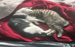Mixed Breed cats for sale: 2 brothers - Image 5