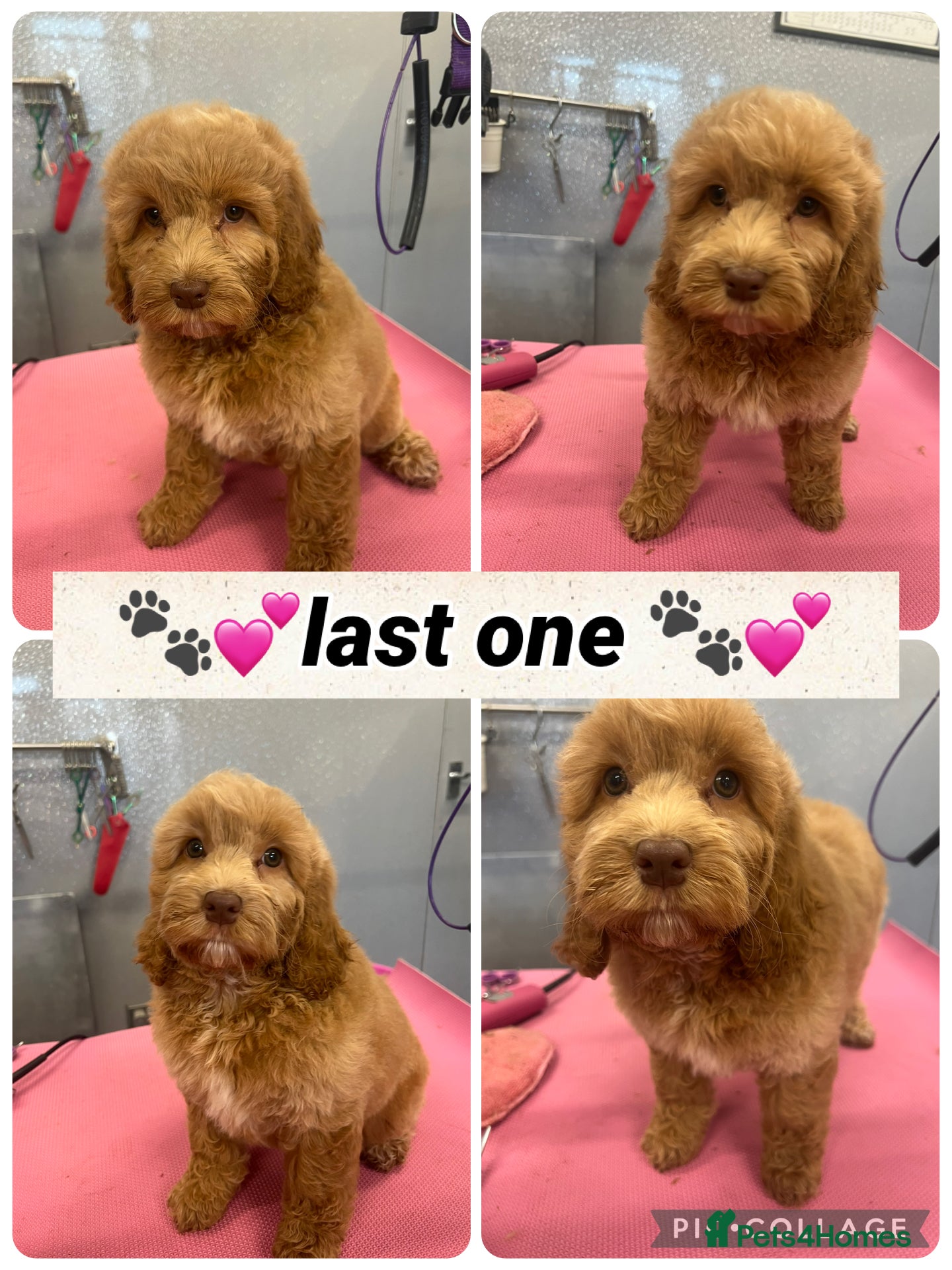 Cockapoo dogs Beautiful female Cockapoo. Home bred. DNA tested - Advert 5