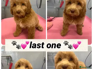 Cockapoo dogs Beautiful female Cockapoo. Home bred. DNA tested - Advert 5